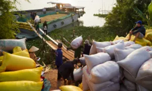 Thủ tướng yêu cầu kiểm tra, giám sát thu mua gạo xuất khẩu Thủ tướng yêu cầu kiểm tra, giám sát thu mua gạo xuất khẩu