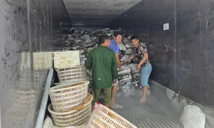 Hơn 25 tấn mực, chân gà bốc mùi bị tiêu hủy